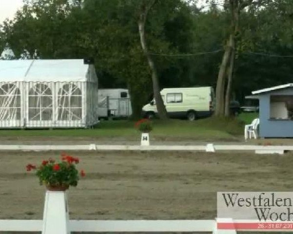 dressage horse Bohemian (Hanoverian, 2006, from Breitling W)