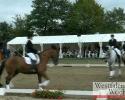 dressage horse Donboy 3 (Hanoverian, 2000, from Donnerprinz)