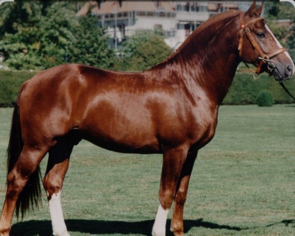 stallion Naguar CH (Freiberger, 1995, from Nico VII CH)
