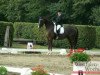 dressage horse Ravel 332 (Hanoverian, 2006, from Rotspon)