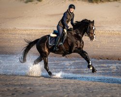 dressage horse Frida Fabelhaft (Hanoverian, 2016, from Florenz 71)