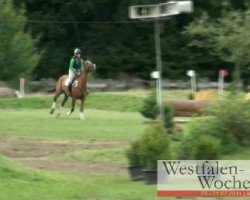 eventing horse What Ever 10 (German Warmblood, 2005, from Wonder World)