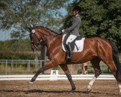 broodmare Aimée la vie (German Sport Horse, 2015, from Amazing Spirit)