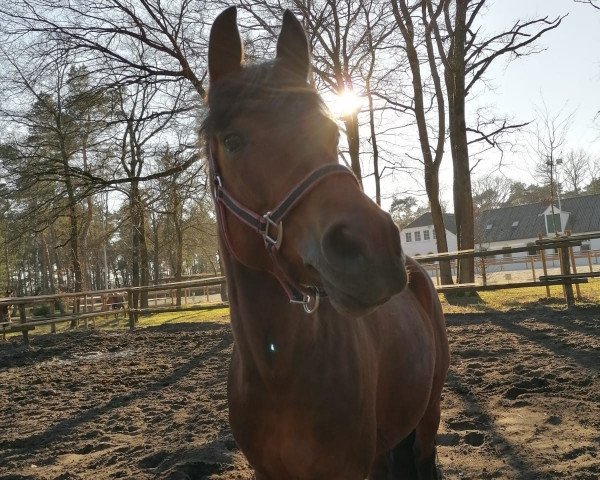 jumper Mastaycia (German Riding Pony, 2012, from Nemax)