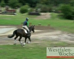 broodmare Chelsea B 2 (Westphalian, 2006, from Chambertin)