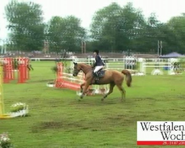 jumper Zachin B (KWPN (Royal Dutch Sporthorse), 2004, from Chin Chin)