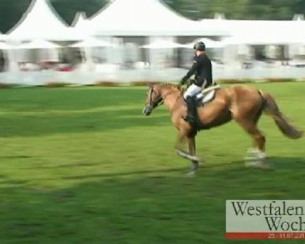 Springpferd Queensberry 10 (Westfale, 2007, von Quidam de Revel)