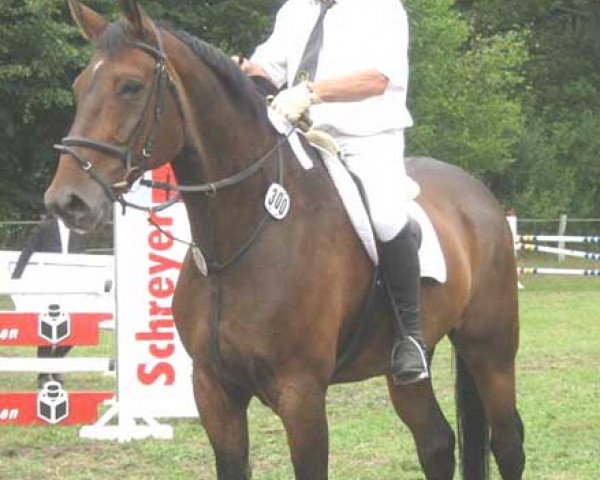 dressage horse Zorro 110 (Hanoverian, 1997, from Zacharias)