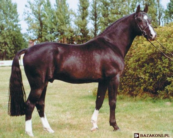 horse Alcatraz (Holsteiner, 1985, from Aloube Z)