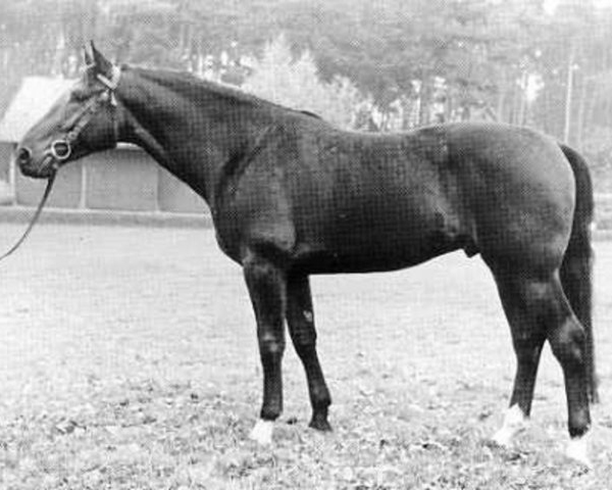 stallion Waterman (Holsteiner, 1966, from Water Serpent xx)