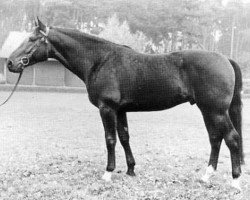 stallion Waterman (Holsteiner, 1966, from Water Serpent xx)