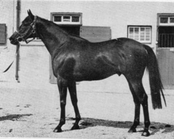 Pferd Tamerlane xx (Englisches Vollblut, 1952, von Persian Gulf xx)