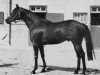 horse Tamerlane xx (Thoroughbred, 1952, from Persian Gulf xx)