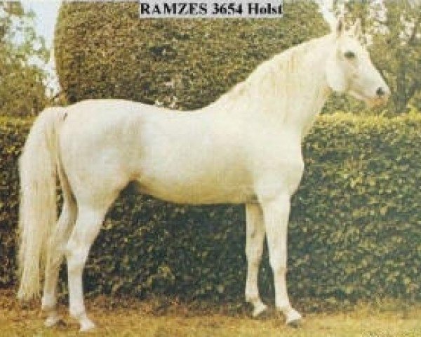 stallion Ramzes AA (Anglo-Arabs, 1937, from Rittersporn xx)