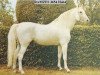stallion Ramzes AA (Anglo-Arabs, 1937, from Rittersporn xx)