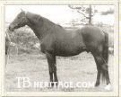 stallion Water Serpent xx (Thoroughbred, 1941, from Shining Tor xx)