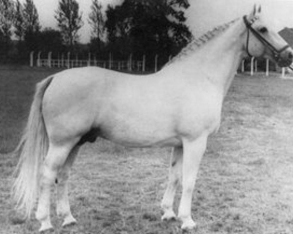 stallion Matador (Holsteiner, 1948, from Makler I)