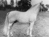 stallion Matador (Holsteiner, 1948, from Makler I)