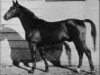 stallion Heristal (Trakehner, 1939, from Hyperion)