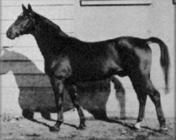 stallion Heristal (Trakehner, 1939, from Hyperion)