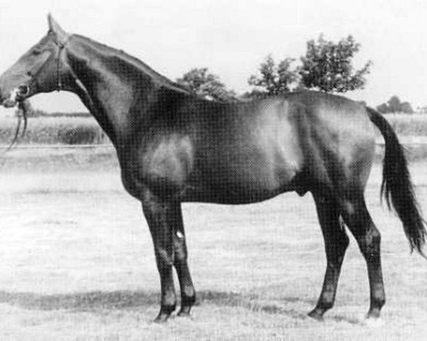stallion Herrscher (Swedish Warmblood, 1952, from Heristal)