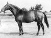 horse Herrscher (Swedish Warmblood, 1952, from Heristal 224 SWE)