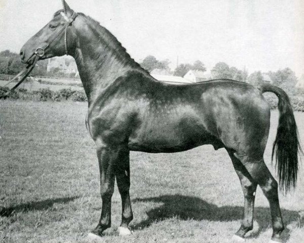 Pferd Farnese (Holsteiner, 1960, von Faehnrich)