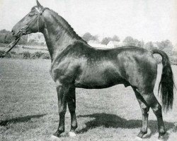 stallion Farnese 3804 (Holsteiner, 1960, from Faehnrich)