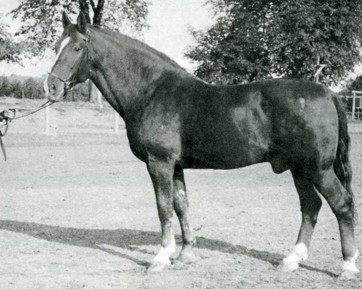 Deckhengst Fanal (Holsteiner, 1934, von Favorit 2449)