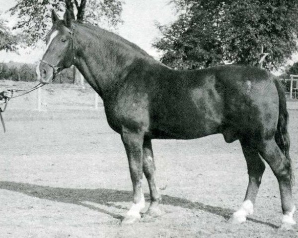 stallion Fanal (Holsteiner, 1934, from Favorit)