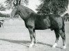 horse Fanal (Holsteiner, 1934, from Favorit)