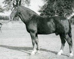 stallion Fanal (Holsteiner, 1934, from Favorit 2449)