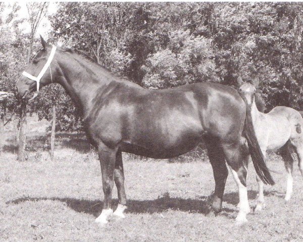 Pferd Dorette (Holsteiner, 1945, von Monarch)