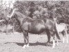 horse Dorette (Holsteiner, 1945, from Monarch)