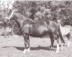 broodmare Dorette (Holsteiner, 1945, from Monarch)