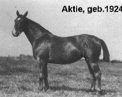 Zuchtstute Aktie (Holsteiner, 1924, von Elegant 2421)