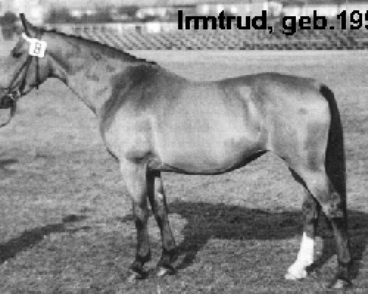 broodmare Irmtrud (Holsteiner, 1950, from Faber)