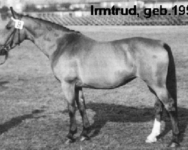Zuchtstute Irmtrud (Holsteiner, 1950, von Faber)