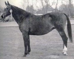 broodmare Deka (Holsteiner, 1967, from Consul)