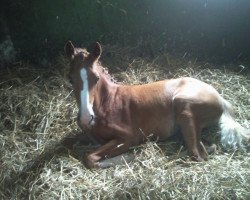 broodmare Nettie (German Riding Pony, 2010, from Heidbergs Nancho Nova)