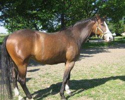 broodmare Riewa (Westphalian, 2004, from Riccione)