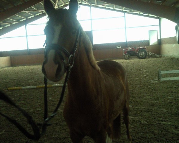 jumper Never forget (German Riding Pony, 2008, from Heidbergs Nancho Nova)