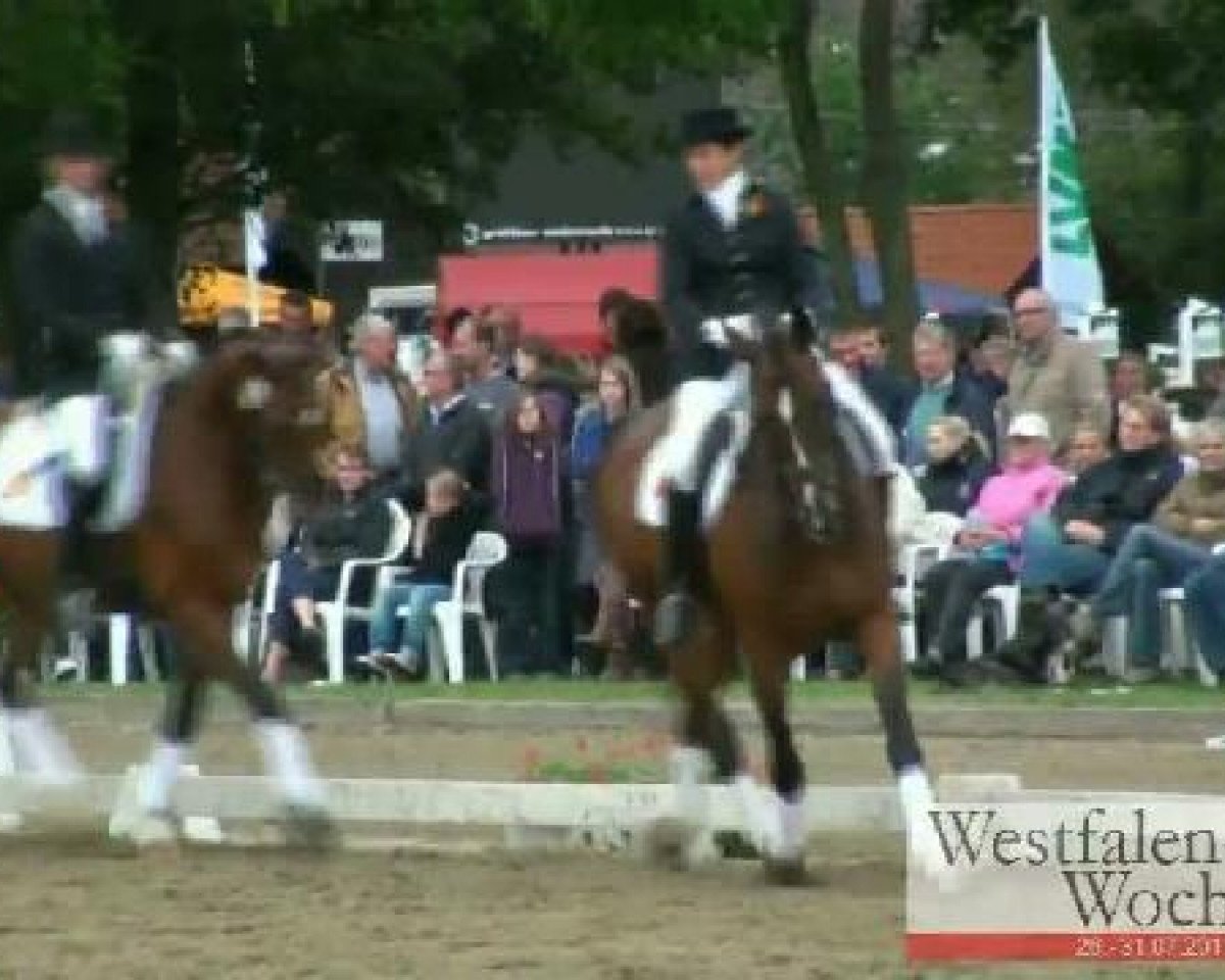 dressage horse Dream of Spring (Westphalian, 2006, from Dream On)