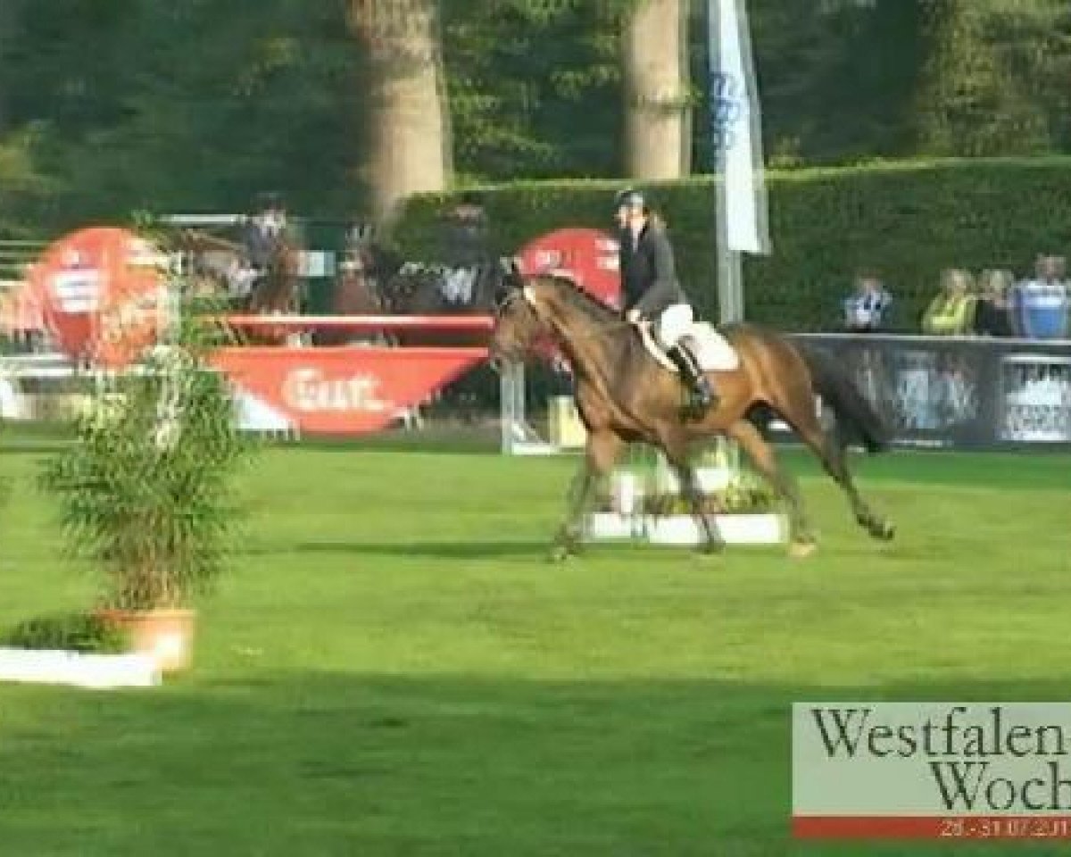 Deckhengst Coco Conchetto S (Westfale, 2007, von Christiano)