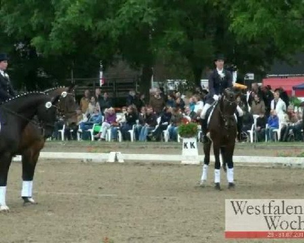 dressage horse Waldfee 558 (Westphalian, 1996, from Wessex)