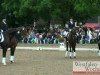 dressage horse Waldfee 558 (Westphalian, 1996, from Wessex)