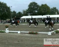 dressage horse Dirty Dancer 15 (Westphalian, 2005, from Dr Doolittle 45)