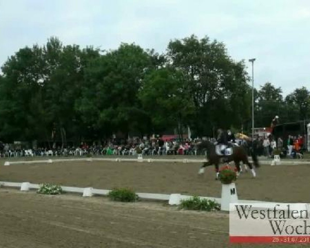 Dressurpferd Skywalker Luke 2 (Westfale, 2003, von Show Star)