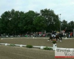 dressage horse Skywalker Luke 2 (Westphalian, 2003, from Show Star)