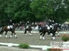 dressage horse Pharo H (Westphalian, 1999, from Pavarotti van de Helle)